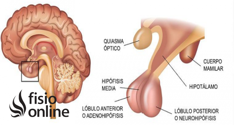 hipófisis