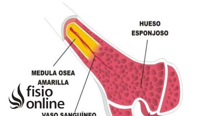 Hueso esponjoso 