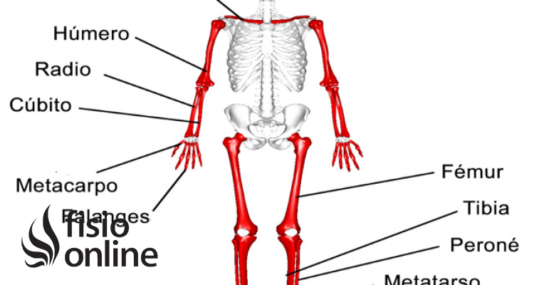 Huesos largos  Qué son, significado, ubicación, función y lesiones