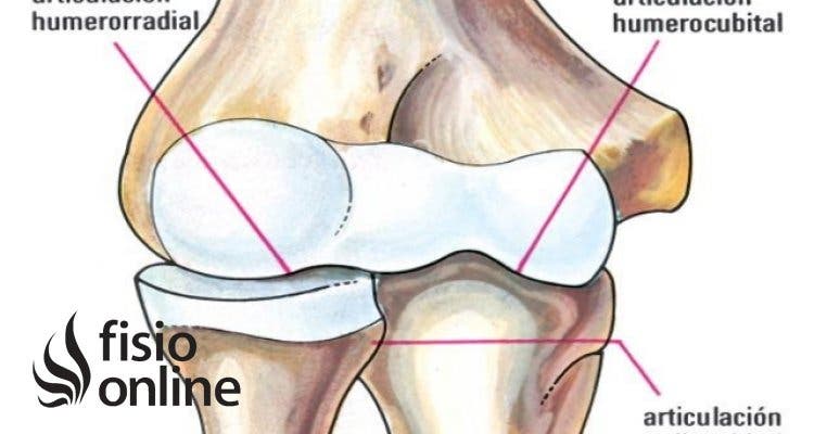 Articulación humeroradial