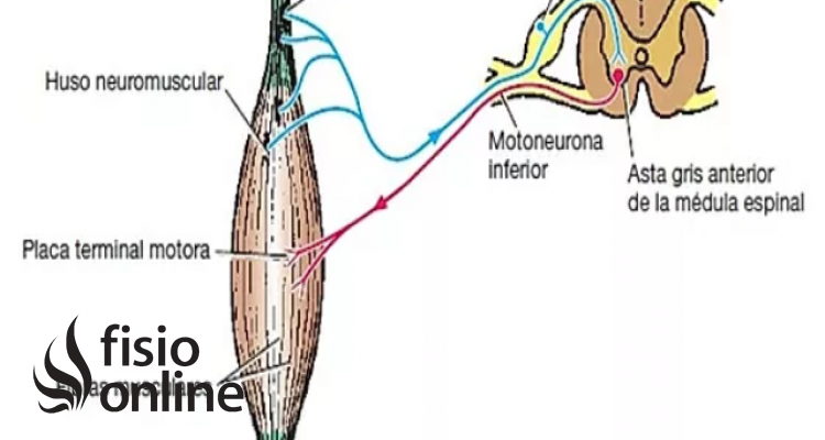 husos neuromusculares