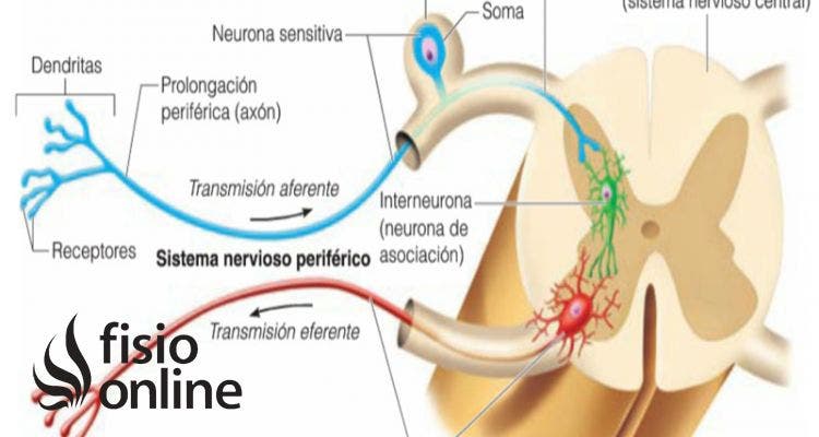 impulsos eferentes