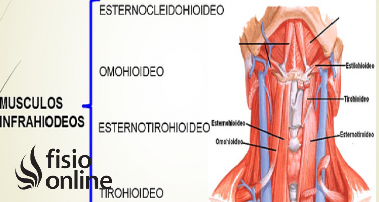 Músculos infrahioideos