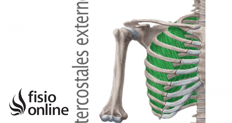Músculo intercostal externo 