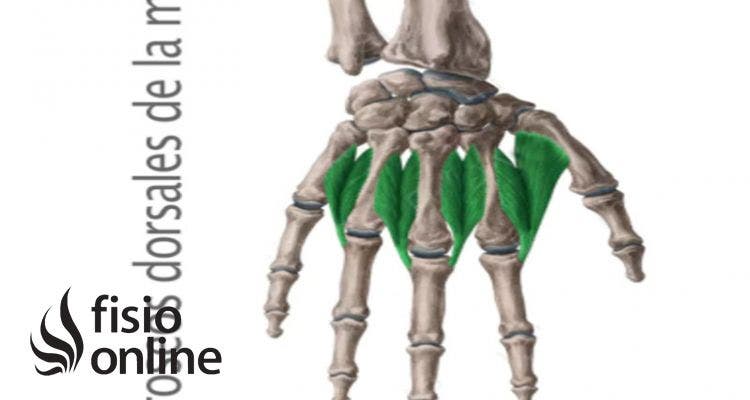 músculos interóseos dorsales