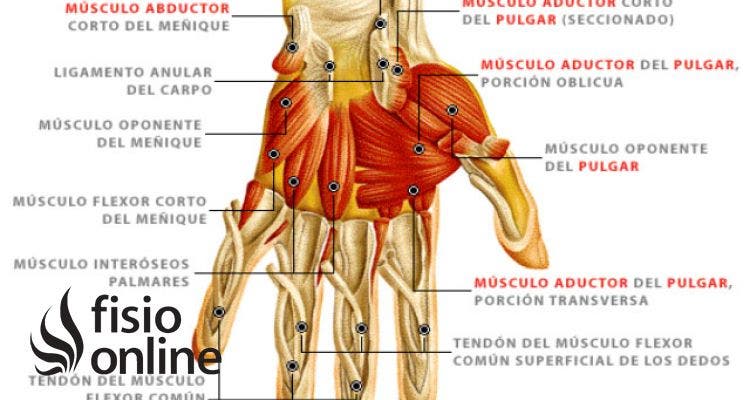 falta Mansión Negociar Interóseos palmares | Qué son, ubicación, origen, inserción, inervación y  función