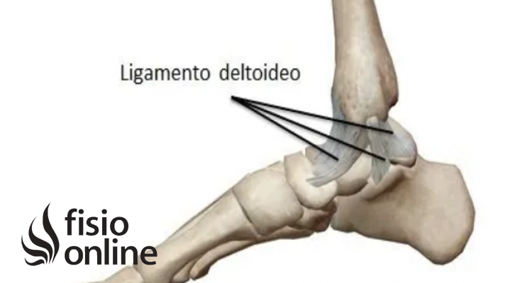 Ligamento Deltoideo