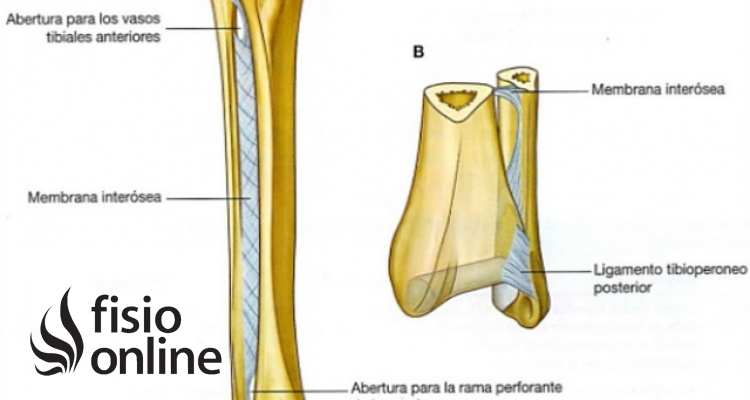 Ligamento interóseo