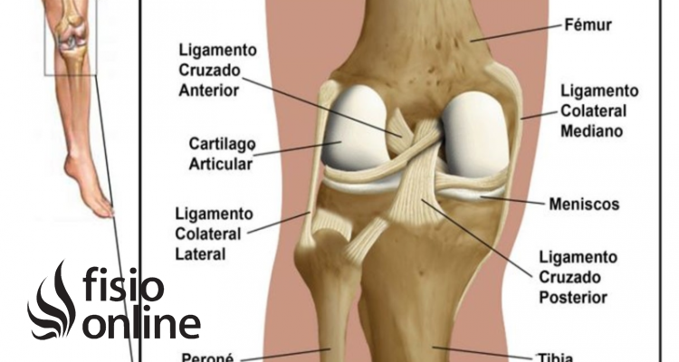 moderadamente Autonomía tema Ligamento lateral externo rodilla | Qué es, ubicación, función y lesiones