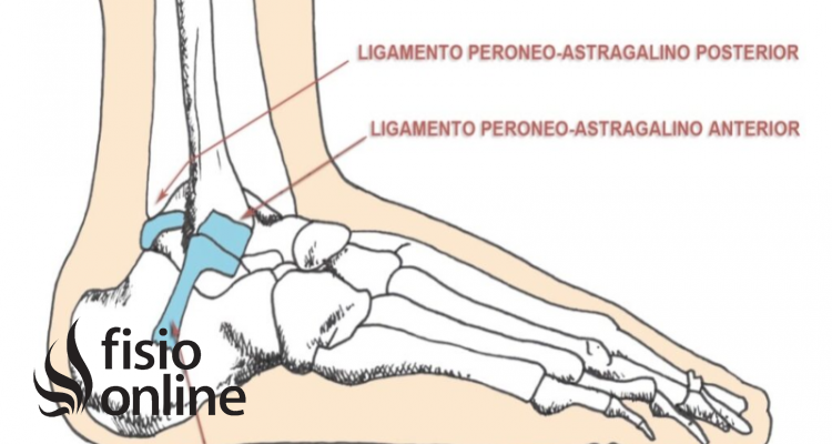 Ligamento lateral externo del tobillo
