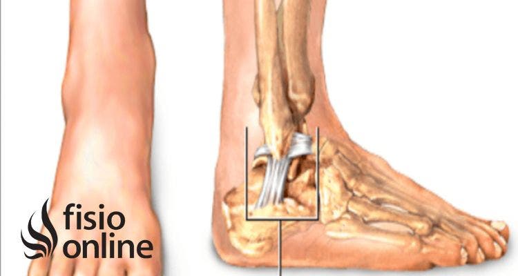 ligamentos