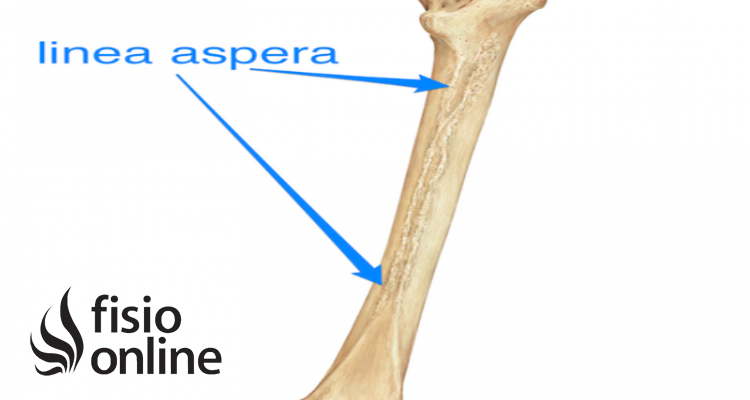 Línea áspera del fémur