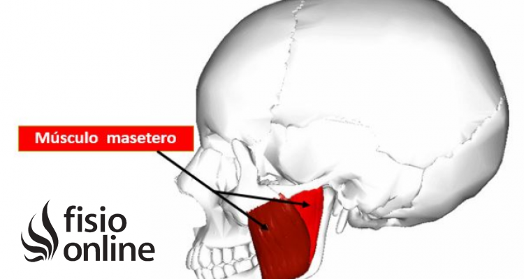 Masetero  Qué es, ubicación, origen, inserción, inervación