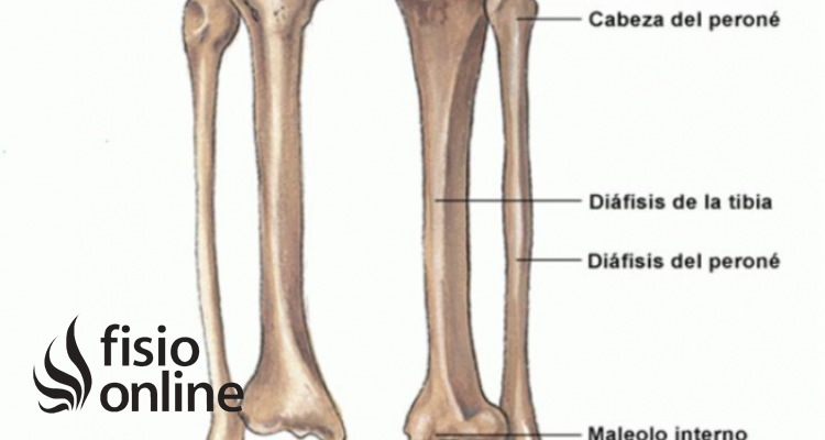 Meseta tibial 