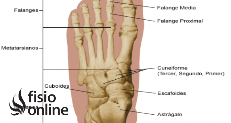 Articulación metatarsofalángica