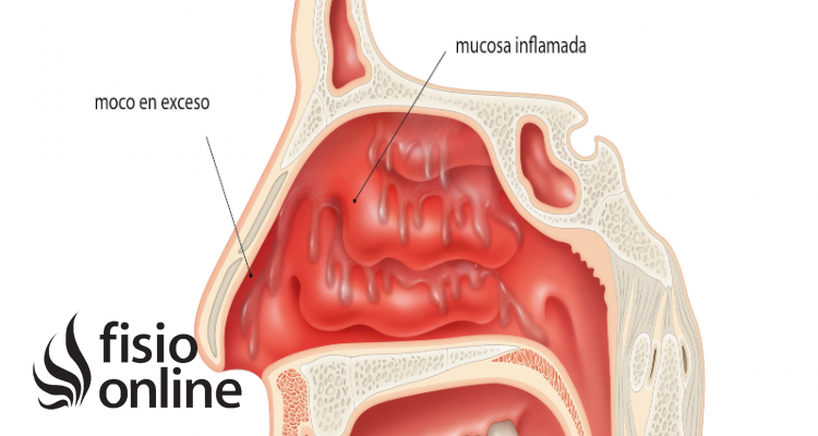 Mucosa | Qué es, significado, composición, función