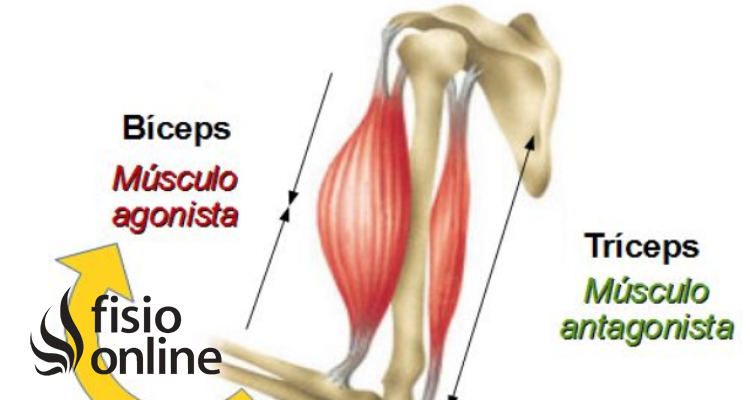 musculatura agonista