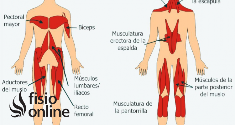 músculos tónicos