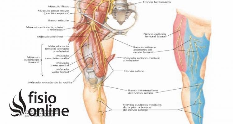 nervio cutáneo femoral