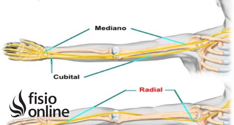 nervio radial