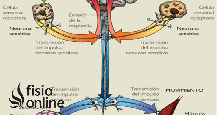 nervios motores