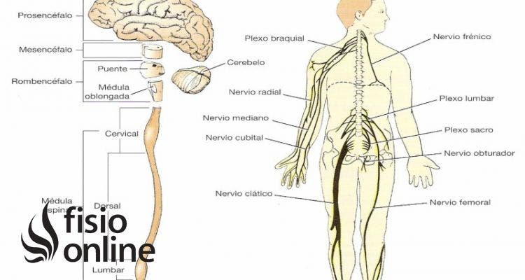 Sensitivos (nervios) | Qué son, cuáles nervios del cuerpo son sensitivos,  función y lesiones