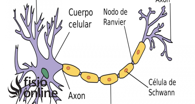 neurona