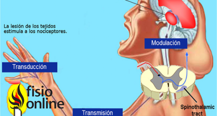 nocicepción