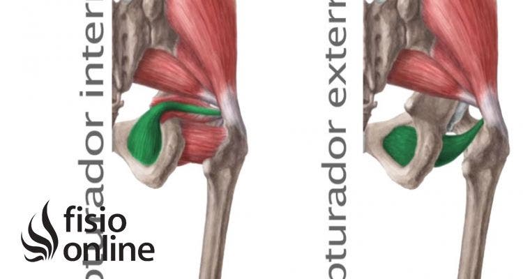 músculos obturadores