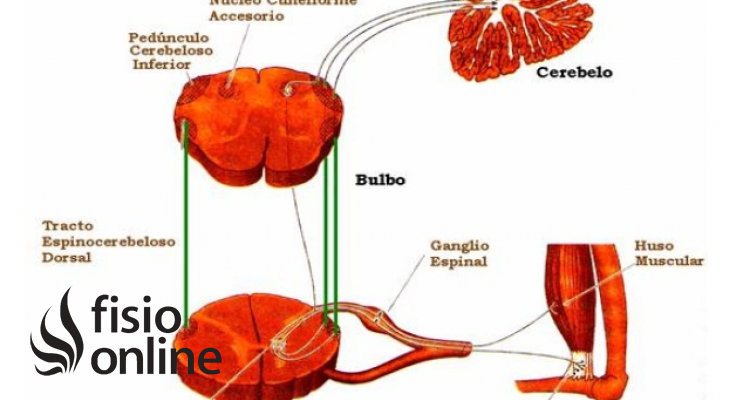 órgano de Golgi