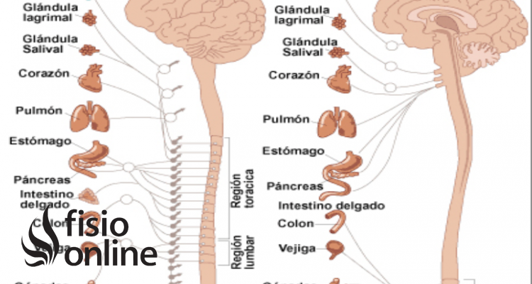 sistema nervioso parasimpático