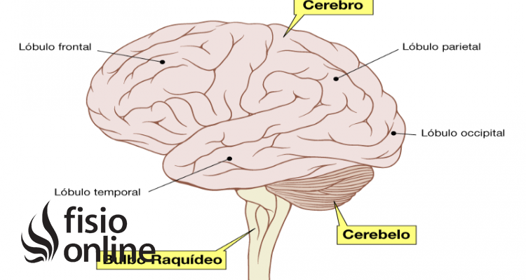 Lóbulo parietal