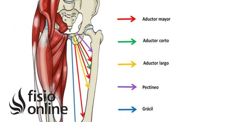 músculo pectíneo