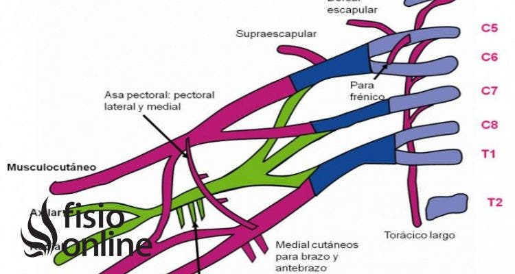 plexo braquial