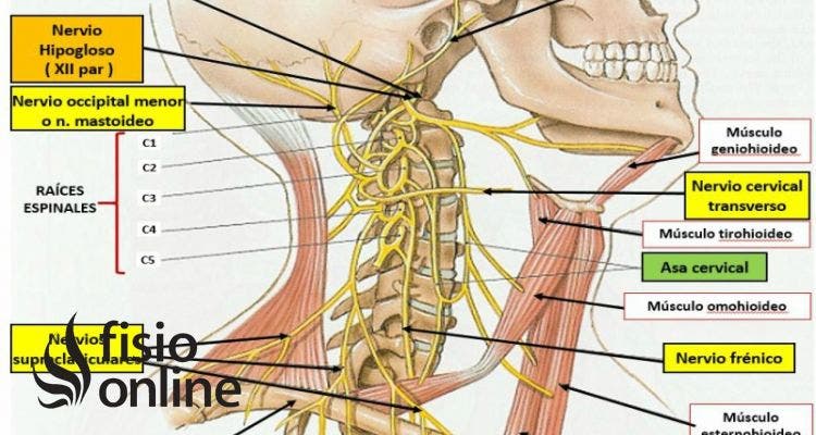 plexo cervical