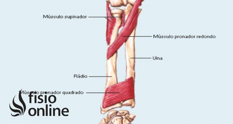 músculo pronador cuadrado