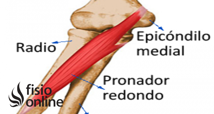 músculo pronador redondo