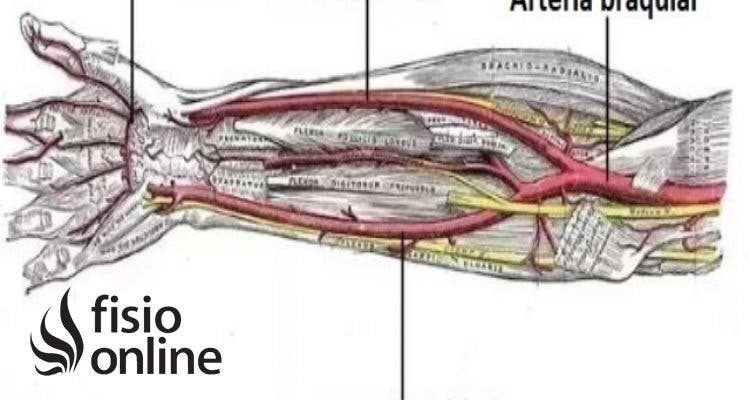 arteria radial