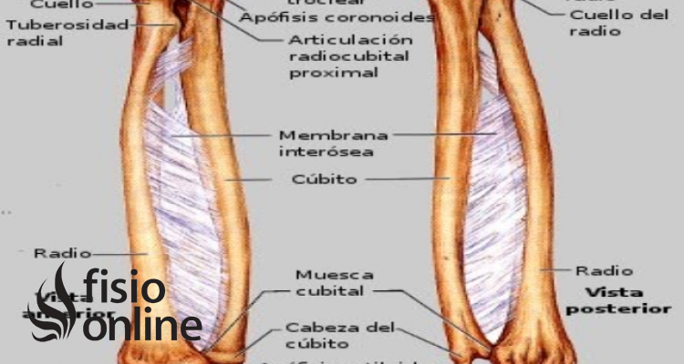 Articulación radiocubital proximal y distal 