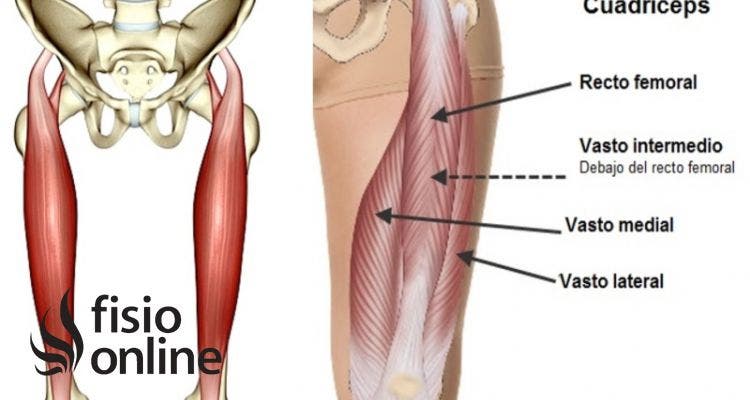 músculo recto anterior del cuádriceps