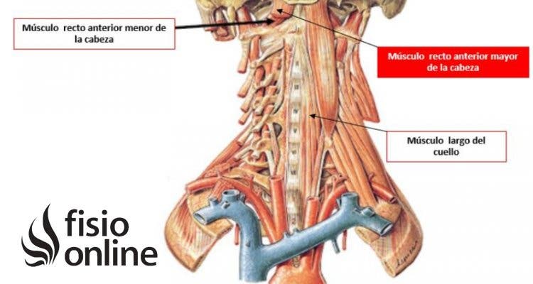 Músculo recto anterior mayor del cuello 