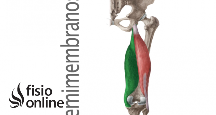 músculo semimembranoso