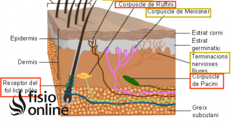 Almohadilla Térmica - apoyografico