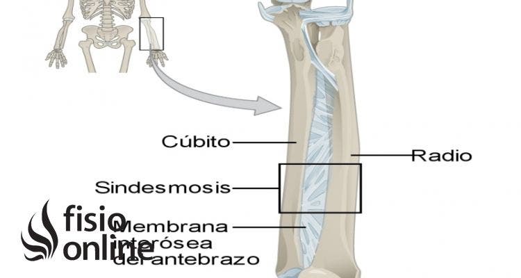 articulación sindesmosis