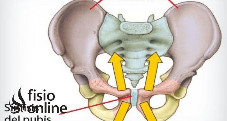 Sínfisis del Pubis