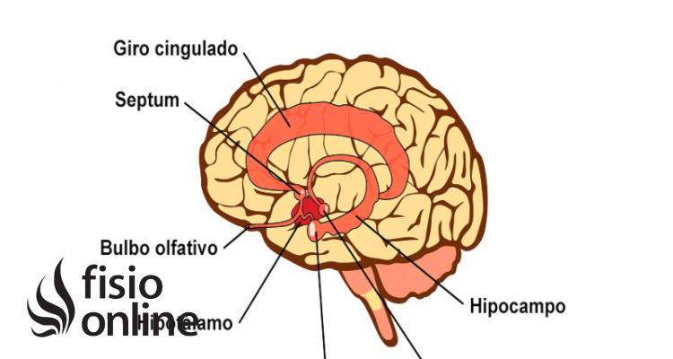 Sistema límbico