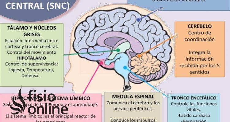 sistema Nervioso Central