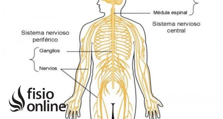 Sistema nervioso periférico | Qué es, cómo funciona, partes, qué controla y  lesiones
