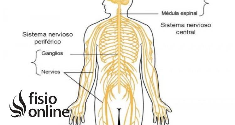 sistema nervioso periférico