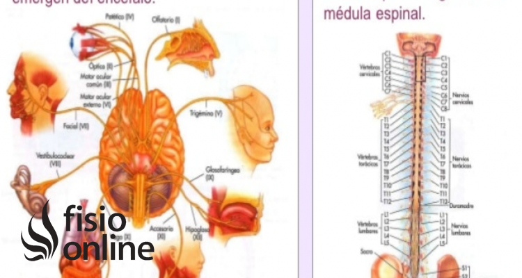 Sistema nervioso somático | Qué es, cómo funciona, partes, qué controla y  lesiones